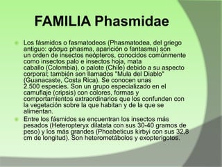 FAMILIA Phasmidae
Los fásmidos o fasmatodeos (Phasmatodea, del griego
antiguo: υάσμα phasma, aparición o fantasma) son
un orden de insectos neópteros, conocidos comúnmente
como insectos palo e insectos hoja, mata
caballo (Colombia), o palote (Chile) debido a su aspecto
corporal; también son llamados "Mula del Diablo"
(Guanacaste, Costa Rica). Se conocen unas
2.500 especies. Son un grupo especializado en el
camuflaje (cripsis) con colores, formas y
comportamientos extraordinarios que los confunden con
la vegetación sobre la que habitan y de la que se
alimentan.
 Entre los fásmidos se encuentran los insectos más
pesados (Heteropteryx dilatata con sus 30-40 gramos de
peso) y los más grandes (Phoabeticus kirbyi con sus 32,8
cm de longitud). Son heterometábolos y exopterigotos.


 