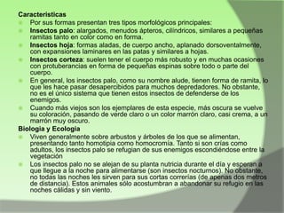 Caracteristicas
 Por sus formas presentan tres tipos morfológicos principales:
 Insectos palo: alargados, menudos ápteros, cilíndricos, similares a pequeñas
ramitas tanto en color como en forma.
 Insectos hoja: formas aladas, de cuerpo ancho, aplanado dorsoventalmente,
con expansiones laminares en las patas y similares a hojas.
 Insectos corteza: suelen tener el cuerpo más robusto y en muchas ocasiones
con protuberancias en forma de pequeñas espinas sobre todo o parte del
cuerpo.
 En general, los insectos palo, como su nombre alude, tienen forma de ramita, lo
que les hace pasar desapercibidos para muchos depredadores. No obstante,
no es el único sistema que tienen estos insectos de defenderse de los
enemigos.
 Cuando más viejos son los ejemplares de esta especie, más oscura se vuelve
su coloración, pasando de verde claro o un color marrón claro, casi crema, a un
marrón muy oscuro.
Biologia y Ecologia
 Viven generalmente sobre arbustos y árboles de los que se alimentan,
presentando tanto homotipia como homocromía. Tanto si son crías como
adultos, los insectos palo se refugian de sus enemigos escondiéndose entre la
vegetación
 Los insectos palo no se alejan de su planta nutricia durante el día y esperan a
que llegue a la noche para alimentarse (son insectos nocturnos). No obstante,
no todas las noches les sirven para sus cortas correrías (de apenas dos metros
de distancia). Estos animales sólo acostumbran a abandonar su refugio en las
noches cálidas y sin viento.

 