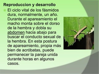 Reproduccion y desarrollo
 El ciclo vital de los fásmidos
dura, normalmente, un año.
Durante el apareamiento el
macho monta sobre el dorso
de la hembra y dobla su
abdomen hacia abajo para
buscar el conducto sexual de
la hembra. En esta postura
de apareamiento, propia más
bien de acróbatas, puede
permanecer la pareja unida
durante horas en algunos
casos.

 