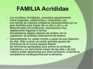 FAMILIA Acrididae
Los acrídidos (Acrididae), conocidos popularmente
como langostas, saltamontes o chapulines, son
una familia de insectos ortópteros caracterizados por su
gran facilidad para migrar de un sitio a otro y, en
determinadas circunstancias, reproducirse muy
rápidamente llegando a formar
devastadoras plagas capaces de acabar con la
vegetación de grandes extensiones de terreno.
 Generalmente no vuelan mucho a pesar de que disponen
de alas. Sólo cuando se juntan grandes grupos de
individuos de la misma especie liberan
las feromonas apropiadas para activar la conducta
migratoria y un crecimiento mayor de las alas y de esa
manera poder dispersarse por otros territorios, evitando la
competencia intraespecífica por el alimento.


 