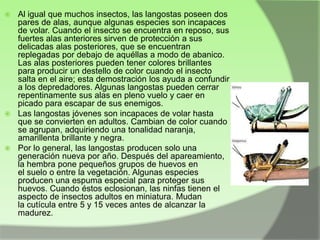 Al igual que muchos insectos, las langostas poseen dos
pares de alas, aunque algunas especies son incapaces
de volar. Cuando el insecto se encuentra en reposo, sus
fuertes alas anteriores sirven de protección a sus
delicadas alas posteriores, que se encuentran
replegadas por debajo de aquéllas a modo de abanico.
Las alas posteriores pueden tener colores brillantes
para producir un destello de color cuando el insecto
salta en el aire; esta demostración los ayuda a confundir
a los depredadores. Algunas langostas pueden cerrar
repentinamente sus alas en pleno vuelo y caer en
picado para escapar de sus enemigos.
 Las langostas jóvenes son incapaces de volar hasta
que se convierten en adultos. Cambian de color cuando
se agrupan, adquiriendo una tonalidad naranja,
amarillenta brillante y negra.
 Por lo general, las langostas producen solo una
generación nueva por año. Después del apareamiento,
la hembra pone pequeños grupos de huevos en
el suelo o entre la vegetación. Algunas especies
producen una espuma especial para proteger sus
huevos. Cuando éstos eclosionan, las ninfas tienen el
aspecto de insectos adultos en miniatura. Mudan
la cutícula entre 5 y 15 veces antes de alcanzar la
madurez.


 