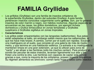 FAMILIA Gryllidae
Los gríllidos (Gryllidae) son una familia de insectos ortópteros de
la superfamilia Grylloidea, dentro del suborden Ensifera. A esta familia
pertenecen insectos conocidos vulgarmente como grillos. Son, por lo general,
insectos de color marrón a negro, con hábitos nocturnos. Algunas especies se
encuentran en las casas, los grillos domésticos, por ejemplo Acheta
domesticus y Gryllus bimaculatus en zonas templadas y Gryllodes
supplicans o Gryllodes sigillatus en zonas tropicales.
 Caracteristicas
 Los grillos están emparentados con las langostas (saltamontes). Sus patas
están adaptadas al salto, sin embargo saltan menos que los saltamontes, lo
que los hace más torpes. A cambio, corren por el suelo con rapidez. Excavan
una madriguera en el suelo, que consiste en una galería de más de medio
metro, y que termina en una habitación esférica. La entrada a su madriguera la
mantienen limpia en una gran extensión, ya que la utilizan para zona de
"canto" y así atraer a las hembras (sólo los machos cantan). Para producir el
sonido tan peculiar de estos insectos, levantan ligeramente sus alas y las
frotan una contra la otra. Las hembras son capaces de captar este sonido
gracias a que, como la mayoría de los ortópteros, poseen órganos timpánicos.
Su régimen alimenticio es omnívoro: comen tanto hojas y tallos como insectos.


 