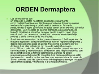 ORDEN Dermaptera




Los dermápteros son
un orden de insectos neópteros conocidos vulgarmente
como cortapichas tijeretas, tijerillas o cortatijeras, todos los cuales
aluden a la impresión que producen los cercos en forma de
pinza, tenaza o tijera que estos insectos tienen en el extremo posterior
del cuerpo. Son insectos de cuerpo alargado, algo aplanado, de
tamaño mediano a pequeño, de color pardo o rojizo, y con el ya
mencionado par de cercos posteriores. Normalmente viven bajo
piedras o entre la corteza de los árboles.
Son insectos frecuentes, de los que existen unas 1.840 especies,1 la
mayoría tropicales, aunque también los hay en regiones templadas y
desde hace algunos años en zonas frías como el extremo sur de
América. Las alas anteriores (en caso de existir) funcionan
como élitros o más bien elitroides, y recubren las posteriores que son
semicirculares y membranosas; comparten este rasgo anatómico con
los escarabajos de la familia estafílinidos, aunque no están
relacionados evolutivamente con ellos. Los cercos posteriores están
fuertemente curvados en los machos, que los usan durante la cópula.
Sirven además para las operaciones de desplegar y recoger las alas.
Son hemimetábolos, y tienen de 4 a 6 instaresninfales.

 