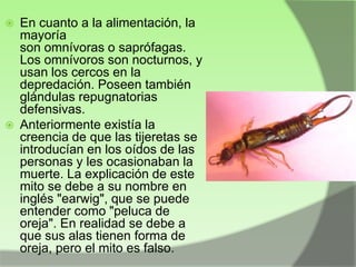 



En cuanto a la alimentación, la
mayoría
son omnívoras o saprófagas.
Los omnívoros son nocturnos, y
usan los cercos en la
depredación. Poseen también
glándulas repugnatorias
defensivas.
Anteriormente existía la
creencia de que las tijeretas se
introducían en los oídos de las
personas y les ocasionaban la
muerte. La explicación de este
mito se debe a su nombre en
inglés "earwig", que se puede
entender como "peluca de
oreja". En realidad se debe a
que sus alas tienen forma de
oreja, pero el mito es falso.

 