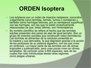 ORDEN Isoptera
Los isópteros son un orden de insectos neópteros, conocidos
vulgarmente como termitas, termes, turiros o comejenes y
también como hormigas blancas, por su semejanza superficial
con las hormigas, con las que no están evolutivamente
relacionadas ya que, éstas últimas, son himenópteros.
 Su nombre científico se refiere al hecho que las termitas
adultas presentan dos pares de alas de igual tamaño. Son un
grupo de insectos sociales que construyen nidos (termiteros).
Las termitas se alimentan de la celulosa contenida en
la madera y sus derivados, la que degradan gracias a la acción
de los protozoos de su sistema digestivo, con los que viven
en simbiosis. La mayor parte de las termitas son de climas
tropicales o subtropicales, pero unas pocas viven en climas
templados. Se conocen unas 3.000 especies, seis de las
cuales han sido introducidas desde otras regiones
como plagas urbanas.


 