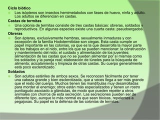 Ciclo biótico
 Los isópteros son insectos hemimetabolos con fases de huevo, ninfa y adulto.
Los adultos se diferencian en castas.
Castas de termitas
 Una colonia de termitas consiste de tres castas básicas: obreras, soldados y
reproductivos. En algunas especies existe una cuarta casta: pseudoergados.
Obreras
 Son ápteras, exclusivamente hembras, sexualmente inmaduras y con
excepción de la familia Hodotermitidae son ciegas. Esta casta cumple un
papel importante en las colonias, ya que es la que desarrolla la mayor parte
de los trabajos en el nido, entre los que se pueden mencionar: la construcción
y mantenimiento del nido; el cuidado y alimentación de los juveniles;
alimentación de las castas que no se pueden alimentar por sí mismas como
los soldados y la pareja real; elaboración de túneles para la búsqueda de
alimento; acicalamiento y limpieza de otras castas. Su cuerpo generalmente
está poco esclerotizado.
Soldados
 Son adultos estériles de ambos sexos. Se reconocen fácilmente por tener
una cabeza grande y bien esclerotizada, que a veces llega a ser más grande
que el resto del cuerpo. Muchos tienen las mandíbulas muy desarrolladas
para morder al enemigo; otros están más especializados y tienen un rostro
puntiagudo asociado a glándulas, de modo que pueden repeler a otros
animales con chorros de esta secreción. Las secreciones pueden ser de
diferente tipo, aunque lo más normal es que sean tóxicas, repelentes a
pegajosas. Su papel es la defensa de las colonias de termitas.

 