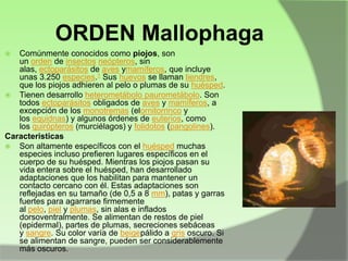 ORDEN Mallophaga
Comúnmente conocidos como piojos, son
un orden de insectos neópteros, sin
alas, ectoparásitos de aves ymamíferos, que incluye
unas 3.250 especies.1 Sus huevos se llaman liendres,
que los piojos adhieren al pelo o plumas de su huésped.
 Tienen desarrollo heterometábolo paurometábolo. Son
todos ectoparásitos obligados de aves y mamíferos, a
excepción de los monotremas (elornitorrinco y
los equidnas) y algunos órdenes de euterios, como
los quirópteros (murciélagos) y folidotos (pangolines).
Caracteristicas
 Son altamente específicos con el huésped muchas
especies incluso prefieren lugares específicos en el
cuerpo de su huésped. Mientras los piojos pasan su
vida entera sobre el huésped, han desarrollado
adaptaciones que los habilitan para mantener un
contacto cercano con él. Estas adaptaciones son
reflejadas en su tamaño (de 0,5 a 8 mm), patas y garras
fuertes para agarrarse firmemente
al pelo, piel y plumas, sin alas e inflados
dorsoventralmente. Se alimentan de restos de piel
(epidermal), partes de plumas, secreciones sebáceas
y sangre. Su color varía de beigepálido a gris oscuro. Si
se alimentan de sangre, pueden ser considerablemente
más oscuros.


 