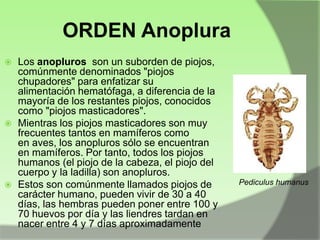 ORDEN Anoplura






Los anopluros son un suborden de piojos,
comúnmente denominados "piojos
chupadores" para enfatizar su
alimentación hematófaga, a diferencia de la
mayoría de los restantes piojos, conocidos
como "piojos masticadores".
Mientras los piojos masticadores son muy
frecuentes tantos en mamíferos como
en aves, los anopluros sólo se encuentran
en mamíferos. Por tanto, todos los piojos
humanos (el piojo de la cabeza, el piojo del
cuerpo y la ladilla) son anopluros.
Estos son comúnmente llamados piojos de
carácter humano, pueden vivir de 30 a 40
días, las hembras pueden poner entre 100 y
70 huevos por día y las liendres tardan en
nacer entre 4 y 7 días aproximadamente

Pediculus humanus

 