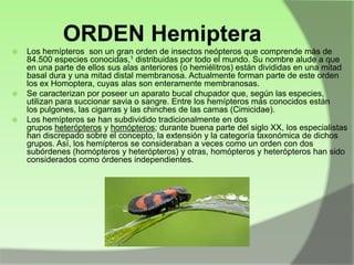 ORDEN Hemiptera






Los hemípteros son un gran orden de insectos neópteros que comprende más de
84.500 especies conocidas,1 distribuidas por todo el mundo. Su nombre alude a que
en una parte de ellos sus alas anteriores (o hemiélitros) están divididas en una mitad
basal dura y una mitad distal membranosa. Actualmente forman parte de este orden
los ex Homoptera, cuyas alas son enteramente membranosas.
Se caracterizan por poseer un aparato bucal chupador que, según las especies,
utilizan para succionar savia o sangre. Entre los hemípteros más conocidos están
los pulgones, las cigarras y las chinches de las camas (Cimicidae).
Los hemípteros se han subdividido tradicionalmente en dos
grupos heterópteros y homópteros; durante buena parte del siglo XX, los especialistas
han discrepado sobre el concepto, la extensión y la categoría taxonómica de dichos
grupos. Así, los hemípteros se consideraban a veces como un orden con dos
subórdenes (homópteros y heterópteros) y otras, homópteros y heterópteros han sido
considerados como órdenes independientes.

 