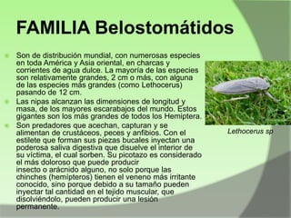 FAMILIA Belostomátidos
Son de distribución mundial, con numerosas especies
en toda América y Asia oriental, en charcas y
corrientes de agua dulce. La mayoría de las especies
son relativamente grandes, 2 cm o más, con alguna
de las especies más grandes (como Lethocerus)
pasando de 12 cm.
 Las nipas alcanzan las dimensiones de longitud y
masa, de los mayores escarabajos del mundo. Estos
gigantes son los más grandes de todos los Hemiptera.
 Son predadores que acechan, capturan y se
alimentan de crustáceos, peces y anfibios. Con el
estilete que forman sus piezas bucales inyectan una
poderosa saliva digestiva que disuelve el interior de
su víctima, el cual sorben. Su picotazo es considerado
el más doloroso que puede producir
insecto o arácnido alguno, no solo porque las
chinches (hemípteros) tienen el veneno más irritante
conocido, sino porque debido a su tamaño pueden
inyectar tal cantidad en el tejido muscular, que
disolviéndolo, pueden producir una lesión
permanente.


Lethocerus sp

 
