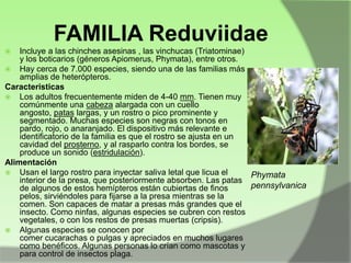 FAMILIA Reduviidae
Incluye a las chinches asesinas , las vinchucas (Triatominae)
y los boticarios (géneros Apiomerus, Phymata), entre otros.
 Hay cerca de 7.000 especies, siendo una de las familias más
amplias de heterópteros.
Caracteristicas
 Los adultos frecuentemente miden de 4-40 mm. Tienen muy
comúnmente una cabeza alargada con un cuello
angosto, patas largas, y un rostro o pico prominente y
segmentado. Muchas especies son negras con tonos en
pardo, rojo, o anaranjado. El dispositivo más relevante e
identificatorio de la familia es que el rostro se ajusta en un
cavidad del prosterno, y al rasparlo contra los bordes, se
produce un sonido (estridulación).
Alimentación
 Usan el largo rostro para inyectar saliva letal que licua el
Phymata
interior de la presa, que posteriormente absorben. Las patas
pennsylvanica
de algunos de estos hemípteros están cubiertas de finos
pelos, sirviéndoles para fijarse a la presa mientras se la
comen. Son capaces de matar a presas más grandes que el
insecto. Como ninfas, algunas especies se cubren con restos
vegetales, o con los restos de presas muertas (cripsis).
 Algunas especies se conocen por
comer cucarachas o pulgas y apreciados en muchos lugares
como benéficos. Algunas personas lo crían como mascotas y
para control de insectos plaga.


 