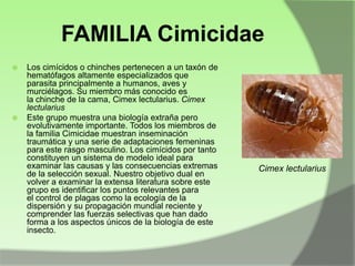 FAMILIA Cimicidae




Los cimícidos o chinches pertenecen a un taxón de
hematófagos altamente especializados que
parasita principalmente a humanos, aves y
murciélagos. Su miembro más conocido es
la chinche de la cama, Cimex lectularius. Cimex
lectularius
Este grupo muestra una biología extraña pero
evolutivamente importante. Todos los miembros de
la familia Cimicidae muestran inseminación
traumática y una serie de adaptaciones femeninas
para este rasgo masculino. Los cimícidos por tanto
constituyen un sistema de modelo ideal para
examinar las causas y las consecuencias extremas
de la selección sexual. Nuestro objetivo dual en
volver a examinar la extensa literatura sobre este
grupo es identificar los puntos relevantes para
el control de plagas como la ecología de la
dispersión y su propagación mundial reciente y
comprender las fuerzas selectivas que han dado
forma a los aspectos únicos de la biología de este
insecto.

Cimex lectularius

 