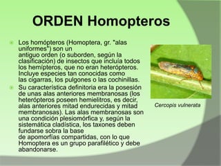 ORDEN Homopteros
Los homópteros (Homoptera, gr. "alas
uniformes") son un
antiguo orden (o suborden, según la
clasificación) de insectos que incluía todos
los hemípteros, que no eran heterópteros.
Incluye especies tan conocidas como
las cigarras, los pulgones o las cochinillas.
 Su característica definitoria era la posesión
de unas alas anteriores membranosas (los
heterópteros poseen hemielitros, es decir,
alas anteriores mitad endurecidas y mitad
membranosas). Las alas membranosas son
una condición plesiomórfica y, según la
sistemática cladística, los taxones deben
fundarse sobra la base
de apomorfías compartidas, con lo que
Homoptera es un grupo parafilético y debe
abandonarse.


Cercopis vulnerata

 