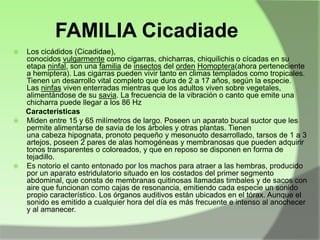FAMILIA Cicadiade






Los cicádidos (Cicadidae),
conocidos vulgarmente como cigarras, chicharras, chiquilichis o cícadas en su
etapa ninfal, son una familia de insectos del orden Homoptera(ahora perteneciente
a hemiptera). Las cigarras pueden vivir tanto en climas templados como tropicales.
Tienen un desarrollo vital completo que dura de 2 a 17 años, según la especie.
Las ninfas viven enterradas mientras que los adultos viven sobre vegetales,
alimentándose de su savia. La frecuencia de la vibración o canto que emite una
chicharra puede llegar a los 86 Hz
Caracteristicas
Miden entre 15 y 65 milímetros de largo. Poseen un aparato bucal suctor que les
permite alimentarse de savia de los árboles y otras plantas. Tienen
una cabeza hipognata, pronoto pequeño y mesonuoto desarrollado, tarsos de 1 a 3
artejos, poseen 2 pares de alas homogéneas y membranosas que pueden adquirir
tonos transparentes o coloreados, y que en reposo se disponen en forma de
tejadillo.
Es notorio el canto entonado por los machos para atraer a las hembras, producido
por un aparato estridulatorio situado en los costados del primer segmento
abdominal, que consta de membranas quitinosas llamadas timbales y de sacos con
aire que funcionan como cajas de resonancia, emitiendo cada especie un sonido
propio característico. Los órganos auditivos están ubicados en el tórax. Aunque el
sonido es emitido a cualquier hora del día es más frecuente e intenso al anochecer
y al amanecer.

 