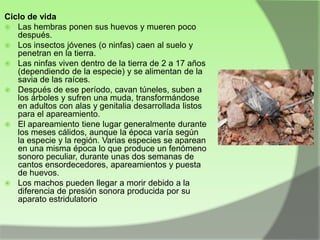 Ciclo de vida
 Las hembras ponen sus huevos y mueren poco
después.
 Los insectos jóvenes (o ninfas) caen al suelo y
penetran en la tierra.
 Las ninfas viven dentro de la tierra de 2 a 17 años
(dependiendo de la especie) y se alimentan de la
savia de las raíces.
 Después de ese período, cavan túneles, suben a
los árboles y sufren una muda, transformándose
en adultos con alas y genitalia desarrollada listos
para el apareamiento.
 El apareamiento tiene lugar generalmente durante
los meses cálidos, aunque la época varía según
la especie y la región. Varias especies se aparean
en una misma época lo que produce un fenómeno
sonoro peculiar, durante unas dos semanas de
cantos ensordecedores, apareamientos y puesta
de huevos.
 Los machos pueden llegar a morir debido a la
diferencia de presión sonora producida por su
aparato estridulatorio

 
