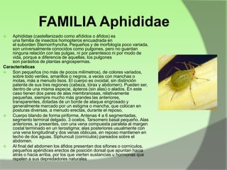 FAMILIA Aphididae
Aphididae (castellanizado como afídidos o áfidos) es
una familia de insectos homopteros encuadrada en
el suborden Sternorrhyncha. Pequeños y de morfología poco variada,
son universalmente conocidos como pulgones, pero no guardan
ninguna relación con las pulgas, ni por parentesco ni por modo de
vida, porque a diferencia de aquellas, los pulgones
son parásitos de plantas angiospermas.
Caracteristicas

Son pequeños (no más de pocos milímetros), de colores variados,
sobre todo verdes, amarillos o negros, a veces con manchas o
motas, más a menudo lisos. El cuerpo es ovoidal, sin distinción
patente de sus tres regiones (cabeza, tórax y abdomen). Pueden ser,
dentro de una misma especie, ápteros (sin alas) o alados. En este
caso tienen dos pares de alas membranosas, relativamente
pequeñas, siempre mucho más grandes las anteriores,
transparentes, dotadas de un borde de ataque engrosado y
generalmente marcado por un estigma o mancha, que colocan en
posturas diversas, a menudo erectas, durante el reposo.

Cuerpo blando de forma piriforme. Antenas 4 a 6 segmentadas,
segmento terminal delgado. 3 ocelos. Tarsomero basal pequeño. Alas
anteriores, si presentes, con una vena compuesta paralela al margen
costal terminado en un terostigma; alas posteriores usualmente con
una vena longitudinal y dos venas oblicuas. en reposo mantienen en
techo de dos aguas. Siphunculi (cornículos) pareados sobre el
abdomen.

Al final del abdomen los áfidos presentan dos sifones o cornículos,
pequeños apéndices erectos de posición dorsal que apuntan hacia
atrás o hacia arriba, por los que vierten sustancias u hormonas que
repelen a sus depredadores naturales


 