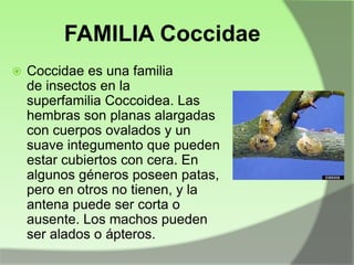 FAMILIA Coccidae


Coccidae es una familia
de insectos en la
superfamilia Coccoidea. Las
hembras son planas alargadas
con cuerpos ovalados y un
suave integumento que pueden
estar cubiertos con cera. En
algunos géneros poseen patas,
pero en otros no tienen, y la
antena puede ser corta o
ausente. Los machos pueden
ser alados o ápteros.

 
