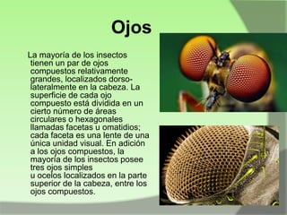 Ojos
La mayoría de los insectos
tienen un par de ojos
compuestos relativamente
grandes, localizados dorsolateralmente en la cabeza. La
superficie de cada ojo
compuesto está dividida en un
cierto número de áreas
circulares o hexagonales
llamadas facetas u omatidios;
cada faceta es una lente de una
única unidad visual. En adición
a los ojos compuestos, la
mayoría de los insectos posee
tres ojos simples
u ocelos localizados en la parte
superior de la cabeza, entre los
ojos compuestos.

 