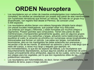 ORDEN Neuroptera






Los neurópteros son un orden de insectos endopterigotos (con metamorfosis
completa); los adultos se caracterizan por poseer dos pares de alas membranosas
con numerosas nervaduras que forman un retículo. Se trata de un grupo muy
diversificado, con registro fósil desde el Pérmico. Se conocen unas
5.000 especies.
Los neurópteros adultos tienen una cabeza hipognata (dirigida hacia abajo)
con piezas bucales masticadoras, que pueden estar muy reducidas.
Las antenas son largas y filiformes, y están formadas por muchos artejos o
segmentos. Poseen grandes ojos compuestos. Tienen dos pares de alas
membranosas y transparentes generalmente iguales, pero en algunos grupos
(nemoptéridos) son muy estrechas y largas, actuando como balancines para
equilibrar el vuelo; la venación es primitiva con numerosas venas longitudinales y
transversales que forman un retículo. Las patas son largas, normalmente
locomotoras, pero en los mantíspidos las patas anteriores son prensoras y
recuerdan a las de las mantis. El abdomen es estrecho y tanto o más largo que el
resto del cuerpo, a veces muy largo y delgado (por ejemplo, en
los mirmeleóntidos), lo que les da aspecto de libélula. Los neurópteros son
mayoritariamente depredadores, aunque algunos adultos se alimentan de polen.
Cazan principalmente otros artrópodos, algunos de los cuales, como los pulgones,
son plagas para los vegetales, por lo que son reguladores útiles de las
poblaciones naturales.
Los neurópteros son holometábolos, es decir, tienen metamorfosis completa, con
estadios de larva, pupa e imago (adulto).

 