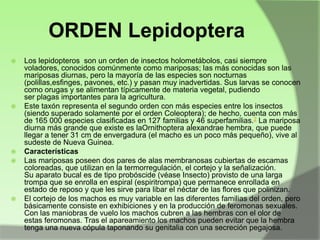 ORDEN Lepidoptera









Los lepidopteros son un orden de insectos holometábolos, casi siempre
voladores, conocidos comúnmente como mariposas; las más conocidas son las
mariposas diurnas, pero la mayoría de las especies son nocturnas
(polillas,esfinges, pavones, etc.) y pasan muy inadvertidas. Sus larvas se conocen
como orugas y se alimentan típicamente de materia vegetal, pudiendo
ser plagas importantes para la agricultura.
Este taxón representa el segundo orden con más especies entre los insectos
(siendo superado solamente por el orden Coleoptera); de hecho, cuenta con más
de 165 000 especies clasificadas en 127 familias y 46 superfamilias.2 La mariposa
diurna más grande que existe es laOrnithoptera alexandrae hembra, que puede
llegar a tener 31 cm de envergadura (el macho es un poco más pequeño), vive al
sudeste de Nueva Guinea.
Características
Las mariposas poseen dos pares de alas membranosas cubiertas de escamas
coloreadas, que utilizan en la termorregulación, el cortejo y la señalización.
Su aparato bucal es de tipo probóscide (véase Insecto) provisto de una larga
trompa que se enrolla en espiral (espiritrompa) que permanece enrollada en
estado de reposo y que les sirve para libar el néctar de las flores que polinizan.
El cortejo de los machos es muy variable en las diferentes familias del orden, pero
básicamente consiste en exhibiciones y en la producción de feromonas sexuales.
Con las maniobras de vuelo los machos cubren a las hembras con el olor de
estas feromonas. Tras el apareamiento los machos pueden evitar que la hembra
tenga una nueva cópula taponando su genitalia con una secreción pegajosa.

 