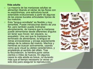 Vida adulta
 La mayoría de las mariposas adultas se
alimentan libando el néctar de las flores con
su espiritrompa, una estructura bucal
extensible evolucionada a partir de algunas
de las piezas bucales articuladas típicas de
los insectos.
 Esta "lengua enrollada" es flexible y muy
sensi4ble. Puede introducirse dentro de una
flor, pero también puede inclinarse
abruptamente, de manera que la mariposa
puede alimentarse desde diferentes ángulos
sin tener que mover, tan siquiera, su
esqueleto. Una vez que la mariposa ha
terminado de alimentarse, la lengua se
retrae enroscándose y encaja exactamente
debajo de la cabeza del insecto. Machos y
hembras se buscan activamente, usando
como guía visual su aleteo característico, y
empleando el sentido del olfato. Tras
la fecundación, la hembra pone varios
cientos o miles de huevos. En algunos
casos la vida adulta es breve, no durando
más que el tiempo necesario (a veces un
solo día) para asegurar la reproducción.

 