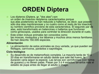 ORDEN Diptera
Los dípteros (Diptera, gr. "dos alas") son
un orden de insectos neópteros caracterizados porque
sus alas posteriores se han reducido a halterios, es decir, que poseen
sólo dos alas membranosas y no cuatro como el resto de los insectos;
su nombre científico proviene de esta característica. El segundo par de
alas, está transformado en balancines o halterios que funcionan
como giróscopos, usados para controlar la dirección durante el vuelo.
 Este orden incluye animales tan conocidos como
las moscas, mosquitos y los tábanos y muchos otros menos familiares.
Se han descrito 150.000 especies.
Alimentación
 La alimentación de estos animales es muy variada, ya que pueden ser
fitófagos, carnívoros, parásitos o saprófagos.
Ciclo biológico
 Su desarrollo es de metamorfosis completa. La mayoría tarda de 10 a
20 días en transformarse en adulto desde que sale del huevo, la
duración varía según la especie. Las larvas son vermiformes (con forma
de gusano) y no tienen patas. Pasan por 3 ó 4 estadios larvarios más el
estadio de pupa antes de llegar al adulto o imago.


 