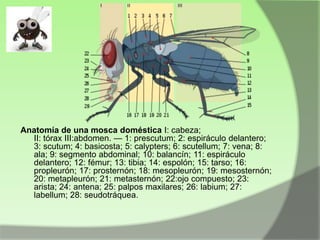 Anatomía de una mosca doméstica I: cabeza;
II: tórax III:abdomen. — 1: prescutum; 2: espiráculo delantero;
3: scutum; 4: basicosta; 5: calypters; 6: scutellum; 7: vena; 8:
ala; 9: segmento abdominal; 10: balancín; 11: espiráculo
delantero; 12: fémur; 13: tibia; 14: espolón; 15: tarso; 16:
propleurón; 17: prosternón; 18: mesopleurón; 19: mesosternón;
20: metapleurón; 21: metasternón; 22:ojo compuesto; 23:
arista; 24: antena; 25: palpos maxilares; 26: labium; 27:
labellum; 28: seudotráquea.

 