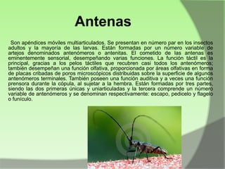 Antenas
Son apéndices móviles multiarticulados. Se presentan en número par en los insectos
adultos y la mayoría de las larvas. Están formadas por un número variable de
artejos denominados antenómeros o antenitas. El cometido de las antenas es
eminentemente sensorial, desempeñando varias funciones. La función táctil es la
principal, gracias a los pelos táctiles que recubren casi todos los antenómeros;
también desempeñan una función olfativa, proporcionada por áreas olfativas en forma
de placas cribadas de poros microscópicos distribuidas sobre la superficie de algunos
antenómeros terminales. También poseen una función auditiva y a veces una función
prensora durante la cópula, al sujetar a la hembra. Están formadas por tres partes,
siendo las dos primeras únicas y uniarticuladas y la tercera comprende un número
variable de antenómeros y se denominan respectivamente: escapo, pedicelo y flagelo
o funículo.

 