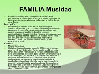FAMILIA Musidae
La mosca doméstica o común (Musca domestica) es
una especie de díptero braquícero de la familia Muscidae. Es
la mosca más común y habitual en la mayoría de los climas
de la Tierra.
Descripción

Pueden llegar a medir cerca de 5-8 mm de longitud.
Su tórax es de color gris, con cuatro líneas longitudinales en
la espalda, la parte inferior del abdomen es amarilla y su
cuerpo se encuentra cubierto de pelos. Los ojos
compuestos son de color rojo. Las hembras son un poco más
grandes que los machos y poseen un espacio mayor entre
sus ojos. Poseen dos alas funcionales, habiéndose
convertido el otro par en balancines o halterios que
estabilizan el vuelo.
Ciclo vital

Mosca Domestica

Cada hembra puede poner cerca de 8.000 huevos blancos,
de unos 1,2 mm de longitud. En las siguientes 24 horas las
larvas eclosionan y comienzan a devorar restos orgánicos
ricos en nutrientes. Tienen un color pálido y un tamaño de 3 a
9 mm de longitud, en forma de huso con la boca terminal, y
sin patas. Tras la alimentación se transforman en pupa,
coloreadas de rojo o marrón y de 8 mm de longitud. Al
concluir la metamorfosis, el adulto rompe un extremo de la
pupa con un corte circular y vuela en busca de congéneres
para aparearse y concluir su ciclo vital. Los adultos pueden
vivir medio mes en estado salvaje, pudiéndose prolongar este
tiempo en el laboratorio.aboratorio.


 