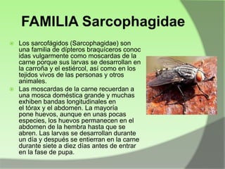FAMILIA Sarcophagidae
Los sarcofágidos (Sarcophagidae) son
una familia de dípteros braquíceros conoc
idas vulgarmente como moscardas de la
carne porque sus larvas se desarrollan en
la carroña y el estiércol, así como en los
tejidos vivos de las personas y otros
animales.
 Las moscardas de la carne recuerdan a
una mosca doméstica grande y muchas
exhiben bandas longitudinales en
el tórax y el abdomen. La mayoría
pone huevos, aunque en unas pocas
especies, los huevos permanecen en el
abdomen de la hembra hasta que se
abren. Las larvas se desarrollan durante
un día y después se entierran en la carne
durante siete a diez días antes de entrar
en la fase de pupa.


 