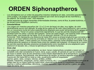 ORDEN Siphonaptheros










Los sifonápteros son un orden de pequeños insectos neópteros sin alas, conocidos popularmente
como pulgas. Las pulgas son parásitos externos que viven de la sangre de los mamíferos y
los pájaros. Se conocen unas 1.900 especies.
Varias especies de pulgas transmiten enfermedades diversas, como el tifus, la peste bubónica, o
las tenias (como Dipylidium caninum).
Caracteristicas
Las pulgas son insectos pequeños (de 1,5 a 3,3 mm de largo) sin alas, muy ágiles, de color
generalmente oscuro (por ejemplo, la pulga de los gatos es de color rojizo-parduzco), que cuentan
con un mecanismo bucal de tubos especialmente adaptado para poder alimentarse de la sangre de
sus huéspedes. Tienen el cuerpo comprimido lateralmente, lo que les permite desplazarse con
facilidad entre los pelos o plumas del huésped. Tienen las patas largas y las traseras están adaptadas
para el salto, que puede ser de hasta 18 cm en dirección vertical y 33 cm en dirección
horizontal.2 Esto representa una distancia de hasta 200 veces su propia longitud,lo que convierte a las
pulgas en el mejor saltador entre los animales en relación con su tamaño corporal. El cuerpo de la
pulga es duro, pulido, y está cubierto con muchos pelos y espinas cortas dirigidas hacia atrás. Esta
característica les asegura un tránsito fluido entre los cabellos del huésped. La dureza de su cuerpo
les permite soportar grandes presiones (probablemente como resultado de una adaptación para
sobrevivir el rascado, etc.), incluso la ejercida por los dedos humanos.
Ciclo vital
Las pulgas son insectos holometábolos, es decir, tienen metamorfosis completa y pasan por un
completo ciclo vital consistente en huevo, larva, pupa y adulto. El periodo en que se completa el ciclo
de huevo a adulto varía de dos semanas a ocho meses dependiendo de la temperatura, humedad,
alimento y especie. Normalmente, tras alimentarse de sangre, la hembra deposita entre 15 y 20
huevos por día hasta 600 en toda su vida, usualmente sobre el hospedador
(perros, gatos, ratas, conejos, ratones, ardillas, ardillas
listadas, mapaches, zarigüeyas, zorros, pollos,humanos, etc.). Los huevos depositados sueltos en el
pelaje caen en su mayor parte por todos sitios, especialmente donde el hospedador descansa,
duerme o nidifica (alfombrillas, alfombras, muebles tapizados, cajas del perros y gatos, perreras,
cajas de arena, etc.)

 