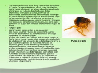 




Los huevos eclosionan entre dos y catorce días después de
la puesta. De ellos salen larvas vermiformes de vida libre.
Las larvas se refugian en las grietas y hendiduras del suelo,
a lo largo de los rodapiés, bajo los bordes de las
alfombrillas, en muebles o camas, dentro de las
edificaciones. Si el desarrollo es a la intemperie tiene lugar
en suelos de arena o grava (cajas de arena húmedas, bajos
de las casas sucias, bajo los arbustos, etc.) donde el
hospedador puede descansar o dormir. La arena y grava son
muy adecuadas para el desarrollo larvario, que es la razón
por la que las pulgas son llamadas erróneamente "pulgas de
arena".
Pulga de gato
Las larvas son ciegas, evitan la luz, pasan por
tres mudas larvarias y tardan de una semana a varios
meses en desarrollarse. Su alimento consiste en sangre
digerida de las heces de pulgas
adultas, piel muerta, pelo, plumas y otros restos orgánicos
(las larvas no chupan sangre.) Las pupas maduran al estado
de adultos dentro de un capullo de seda tejido por la larva, al
que se adhieren pelo de las mascotas, fibras de las
alfombras, polvo, trozos de hierba y otros restos. En
alrededor de cinco a catorce días emergen las pulgas
adultas o pueden permanecer en reposo en el capullo hasta
detectar vibración (movimiento de personas o mascotas),
presión (el animal hospedador apoyado sobre ellas), calor,
humedad o dióxido de carbono (significando que una
potencial fuente de sangre está cerca). La mayoría de las
pulgas pasa el invierno en el estado de larva o pupa con
mejor supervivencia y crecimiento durante inviernos cálidos
y húmedos y la primavera.

Pulga de gato

 