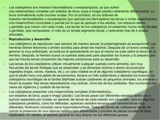 








Los coleópteros son insectos holometábolos o endopterigotos, ya que sufren
una metamorfosis completa con estados de larva, pupa e imago (adulto) netamente diferenciados. La
larva normalmente sufre muchas mudas. Por el contrario, en los órdenes de
insectos hemimetábolos o exopterigotos (por ejemplo los Dermaptera) las larvas o ninfas experimentan
una metamorfosis incompleta o parcial por lo que se parecen a los adultos, con esbozos alares
y genitalia que crecen con cada muda. Las larvas de los coleópteros no presentan nunca rastro de alas
o genitalia, ojos compuestos, ni más de un simple segmento tarsal, y raramente más de 4 artejos
antenales.
Reproduccion y desarrollo
Los coleópteros se reproducen casi siempre de manera sexual; la partenogénesis es excepcional. Las
hembras liberan feromona o emiten sonidos para atraer los machos. Después de un breve cortejo, en
general no muy sofisticado, se produce el apareamiento en que el macho se sube sobre el dorso de la
hembra. Después, la hembra busca un sustrato adecuado para depositar los huevos y lo prepara para
que las futuras larvas encuentren las mejores condiciones para su desarrollo.
Las larvas de los coleópteros utilizan virtualmente cualquier sustrato como alimento; son muy
frecuentes las larvas fitófagas que se desarrollan y se alimentan encima o dentro de productos
vegetales (hojas, raíces, madera, etc.); un caso notable es el de algunos coleópteros coprófagos, en
que el adulto hace una pelota de excrementos, excava un nido subterráneo y deposita los huevos; los
coleópteros necrófagos de la familia Silphidae buscan cadáveres de pequeños animales, los entierran y
hacen la puesta. Hay larvas depredadoras muy activas, como las de los carábidos. Son numerosos los
casos de vigilancia y cuidado de las larvas.
Los coleópteros presentan una metamorfosis completa (holometabolía),
con estadios de larva, pupa e imago (adulto). Las larvas pasan por diferentes estadios (entre uno y
quince) separados por mudas; en general, las larvas de cada estadio son parecidas, pero en algunos
coleópteros parásitos, como los Meloidae, aparecen estadios larvarios con características muy
diferentes, fenómeno conocido como hipermetamorfosis. Todas las larvas de coleópteros tienen en
común la presencia de una cápsula cefálica bien diferenciada y provista de piezas bucales de tipos
masticador. En cambio, el aspecto general es muy diverso en los diferentes grupos

 