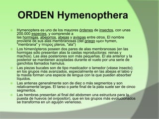 ORDEN Hymenopthera










Hymenoptera es uno de los mayores órdenes de insectos, con unas
200.000 especies, y comprende a
las hormigas, abejorros, abejas y avispas entre otros. El nombre
proviene de sus alas membranosas (del griego σμεν hymen,
"membrana" y πτερος pteros, "ala")
Los himenópteros poseen dos pares de alas membranosas (en las
hormigas sólo presentan alas la castas reproductoras: reinas y
machos). Las alas posteriores son más pequeñas. El ala anterior y la
posterior se mantienen acopladas durante el vuelo por una serie de
ganchitos llamados hamulus.
Las piezas bucales son de tipo masticador o lamedor (véase insecto);
en los grupos más avanzados, especialmente en las abejas el labio y
la maxila forman una especie de lengua con la que pueden absorber
líquidos.
Las antenas generalmente son de diez o más segmentos y son
relativamente largas. El tarso o parte final de la pata suele ser de cinco
segmentos.
Las hembras presentan al final del abdomen una estructura para la
puesta de huevos (el ovipositor), que en los grupos más evolucionados
se transforma en un aguijón venenoso.

 