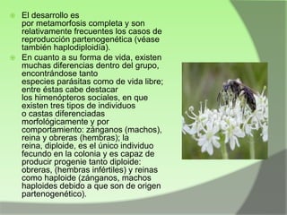 El desarrollo es
por metamorfosis completa y son
relativamente frecuentes los casos de
reproducción partenogenética (véase
también haplodiploidía).
 En cuanto a su forma de vida, existen
muchas diferencias dentro del grupo,
encontrándose tanto
especies parásitas como de vida libre;
entre éstas cabe destacar
los himenópteros sociales, en que
existen tres tipos de individuos
o castas diferenciadas
morfológicamente y por
comportamiento: zánganos (machos),
reina y obreras (hembras); la
reina, diploide, es el único individuo
fecundo en la colonia y es capaz de
producir progenie tanto diploide:
obreras, (hembras infértiles) y reinas
como haploide (zánganos, machos
haploides debido a que son de origen
partenogenético).


 