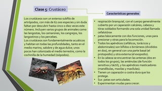 Clase 5: Crustáceo
Los crustáceos son un extenso subfilo de
artrópodos, con más de 67.000 especies y sin duda
faltan por descubrir hasta cinco o diez veces este
número. Incluyen varios grupos de animales como
las langostas, los camarones, los cangrejos, los
langostinos y los percebes.
Los crustáceos son fundamentalmente acuáticos
y habitan en todas las profundidades, tanto en el
medio marino, salobre y de agua dulce; unos
pocos han colonizado el medio terrestre, como la
cochinilla de la humedad (isópodos).

Características generales
• respiración branquial, con el cuerpo generalmente
cubierto por un caparazón calcáreo, cabeza y
tórax soldados formando una sola unidad llamada
cefalotórax
• patas básicamente con dos funciones, unas para
presionar y otras para la locomoción.
• Todos los apéndices (cefálicos, torácicos y
abdominales) son bífidos o birrámeos (divididos
en dos), en general con una parte basal (el
protopodio) y otra externa (el exopodio).
• En la cabeza se encuentran las antenas (dos en
todos los grupos), las anténulas (de función
sensitiva y táctil), y los apéndices masticadores
(mandíbulas, maxilas y maxílulas).
• Tienen un caparazón o costra dura que los
protege.
• Sus patas son articuladas.
• Experimentan mudas para crecer.

 