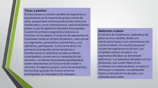 Tórax y pereion

El tórax posee un número variable de segmentos o
toracómeros; en la mayoría de grupos consta de
ocho, aunque este número puede oscilar entre tres
(ostrácodos) y once (notostráceos); cada toracómero
posee un par de apéndices llamados toracópodos.
Cuando los primeros segmentos torácicos se
fusionan con la cabeza, el conjunto de segmentos no
fusionados recibe el nombre de pereion, cada uno de
sus segmentos, pereionitos o pereiómero, y sus
apéndices, pereiópodos. Como se ha dicho, los
primeros toracópodos tienen tendencia a
transformarse en apéndices bucales auxiliares
(maxilípedos) y sirven para la manipulación del
alimento. Los demás toracópodos (pereiópodos)
suelen relacionarse con la locomoción (nadar o
caminar). En algunos grupos, como los peracáridos,
las hembras guardan los huevos entre los
pereiópodos, en una especie de marsupio.

Abdomen o pleon

El número de metámeros y apéndices del
pleon es muy variable, desde uno
(ostrácodos) hasta 22 en notostráceos (sin
contar el telson). En muchos grupos el
número de segmentos es de seis. Los
cirrípedos carecen de pleon. Los
segmentos del pleon se denominan
pleómeros. Los apéndices del pleon son los
pleópodos, que suelen faltar en los
crustáceos no malacostráceos, excepto el
último par o urópodos. Los pleópodos
tienen a menudo forma de pala y son
utilizados para nadar.

 