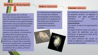 Subclase 1: Braquiópoda

Los braquiópodos son un filo de
animales marinos pertenecientes al
clado de los lofoforados. Aunque se han
descrito más de 12.000 especies fósiles,
sólo existen unas 300 especies actuales.
Aparecen en el registro fósil desde el
Cámbrico inferior.
Son animales con dos valvas (una
superior y una inferior, al contrario de
las valvas de los bivalvos que son
bilaterales) que están unidas en la
región posterior. Generalmente son
bentónicos, viviendo fijos a sustratos
duros por un pedúnculo, o enterrados
en sustratos blandos, donde excavan
ayudándose de sus valvas, y forman
extensas galerías.

Orden 1: Diplostracea
Los diplostráceos (Diplostraca)
son un orden de crustáceos
branquiópodos caracterizados
por presentar un caparazón de
dos valvas, que recuerda a la
concha de los bivalvos.
Comprende más de 600
especies.

Suborden: cladóceros
Los cladóceros marinos son crustáceos
de pequeño tamaño, no llegando a
sobrepasar, por regla general, el
milímetro
de
longitud
(mesozooplancton).
Características
•El cuerpo no tiene una segmentación
definida.
•la región torácica, tienen de cuatro o
seis pares de apéndices que son
birrámeos, al igual que el resto de los
apéndices que poseen.
•La parte posterior del cuerpo se
divide en abdomen y postabdomen, y
carece de extremidades.

 