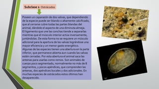 Subclase 2: Ostrácodos
Poseen un caparazón de dos valvas, que dependiendo
de la especie puede ser blando o altamente calcificado,
que al cerrarse cubre todas las partes blandas del
animal, dándole el aspecto de una diminuta almeja.
El ligamento que une las conchas tiende a separarlas
mientras que el músculo interior actúa inversamente,
juntándolas. De esta forma no se requiere un músculo
adicional para la apertura de las valvas lográndose una
mayor eficiencia y un menor gasto energético.
Algunas de las especies tienen una abertura en la parte
inferior, que permanece abierta aun cuando las valvas
estén cerradas. Por esta abertura el animal saca las
antenas para usarlas como remos. Son animales de
cuerpo poco segmentado, normalmente no más de 8
segmentos, y pocos apéndices, que comprenden las
antenas, dos apéndices bucales y dos adicionales. En
muchas especies de ostrácodos estos últimos han
desaparecido.

 