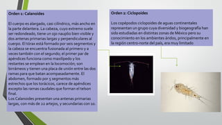Orden 1: Calanoides

Orden 2: Ciclopoides

El cuerpo es alargado, casi cilíndrico, más ancho en
la parte delantera. La cabeza, cuyo extremo suele
ser redondeado, tiene un ojo nauplio bien visible y
dos antenas primarias largas y perpendiculares al
cuerpo. El tórax está formado por seis segmentos y
la cabeza se encuentra fusionada al primero y a
veces también con el segundo; el primer par de
apéndices funciona como maxilípedo y los
restantes se emplean en la locomoción; son
birrámeos y tienen una placa de unión entre las dos
ramas para que batan acompasadamente. El
abdomen, formado por 5 segmentos más
estrechos que los torácicos, carece de apéndices
excepto las ramas caudales que forman el telson
final.
Los Calanoides presentan una antenas primarias
largas, con más de 22 artejos, y secundarias con 10.

Los copépodos ciclopoides de aguas continentales
representan un grupo cuya diversidad y biogeografía han
sido estudiadas en distintas zonas de México pero su
conocimiento en los ambientes áridos, principalmente en
la región centro-norte del país, era muy limitado

 