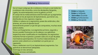 Subclase 5: Malacostrácea
Son el mayor subgrupo de crustáceos e incluyen a casi todos los
crustáceos más conocidos, como los decápodos (langosta,
cigala), los estomatópodos (como la galera) y el krill
El cuerpo de los malacostráceos está formado por 19 segmentos
(excepto en las 36 especies de leptostráceos, que tienen 20),
distribuidos en tres regiones o tagmas:
Céfalon o cabeza con 5 segmentos; posee dos anténulas y dos
antenas, así como el aparato bucal.
Generalmente poseen un par de ojos compuestos, muchas veces
pedunculados.
Tórax con 8 segmentos. Los segmentos primero, segundo y
tercero pueden fusionarse con la cabeza y sus apéndices
respectivos estar modificados en maxilípedos; los segmentos
restantes forman el pereion y poseen cada uno un par de patas
marchadoras (pereiópodos). En muchos malacostráceos, el
pereion está cubierto en su totalidad o en parte por un
caparazón.
Pleon o abdomen con 6 (7 en leptostráceos) segmentos. Sus
apéndices se denominan pleópodos.
Estómago en dos cámaras.
Sistema nervioso centralizado.

•
•
•
•
•

Orden 1: Isópoda
Orden 2: Anfípoda
Sub orden: Eucarida
Orden 3: Eufausiaceos
Orden 4: Decapoda

 