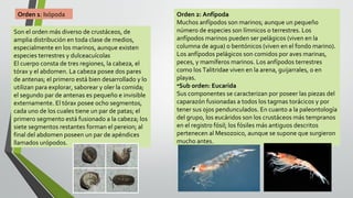 Orden 1: Isópoda
Son el orden más diverso de crustáceos, de
amplia distribución en toda clase de medios,
especialmente en los marinos, aunque existen
especies terrestres y dulceacuícolas
El cuerpo consta de tres regiones, la cabeza, el
tórax y el abdomen. La cabeza posee dos pares
de antenas; el primero está bien desarrollado y lo
utilizan para explorar, saborear y oler la comida;
el segundo par de antenas es pequeño e invisible
externamente. El tórax posee ocho segmentos,
cada uno de los cuales tiene un par de patas; el
primero segmento está fusionado a la cabeza; los
siete segmentos restantes forman el pereion; al
final del abdomen poseen un par de apéndices
llamados urópodos.

Orden 2: Anfípoda
Muchos anfípodos son marinos; aunque un pequeño
número de especies son límnicos o terrestres. Los
anfípodos marinos pueden ser pelágicos (viven en la
columna de agua) o bentónicos (viven en el fondo marino).
Los anfípodos pelágicos son comidos por aves marinas,
peces, y mamíferos marinos. Los anfípodos terrestres
como los Talitridae viven en la arena, guijarrales, o en
playas.
•Sub orden: Eucarida
Sus componentes se caracterizan por poseer las piezas del
caparazón fusionadas a todos los tagmas torácicos y por
tener sus ojos pendunculados. En cuanto a la paleontología
del grupo, los eucáridos son los crustáceos más tempranos
en el registro fósil; los fósiles más antiguos descritos
pertenecen al Mesozoico, aunque se supone que surgieron
mucho antes.

 