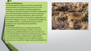 Orden 3: Eufausiaceos
Conocidos genéricamente como krill; son parecidos
externamente a los camarones, de unos 3 a 5 cm de
longitud, muy abundantes en todas las aguas que
circundan el Continente Austral. Es alimento fundamental
de numerosas especies antárticas, como los misticetos.
Una rotura en la cadena alimenticia, de la cual el krill
forma parte, podría tener consecuencias catastróficas en
términos ecológicos. Es pues, un elemento estratégico en
la biología antártica, constituyendo quizá uno de los
eslabones más importantes de la red trófica.
ECOLOGIA:
Se alimentan filtrando con sus patas plumosas las
diminutas diatomeas del agua. Emiten una luz azul
verdosa que, posiblemente les sirve para reunirse en el
momento de desovar. Del krill se alimentan peces, aves y,
muy especialmente, las ballenas, las cuales pueden
consumir dos toneladas de una vez. Según la especie,
permanecen en superficie o bajan hasta profundidades de
2 km.

 