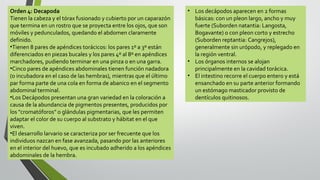 Orden 4: Decapoda
Tienen la cabeza y el tórax fusionado y cubierto por un caparazón
que termina en un rostro que se proyecta entre los ojos, que son
móviles y pedunculados, quedando el abdomen claramente
definido.
•Tienen 8 pares de apéndices torácicos: los pares 1º a 3º están
diferenciados en piezas bucales y los pares 4º al 8º en apéndices
marchadores, pudiendo terminar en una pinza o en una garra.
•Cinco pares de apéndices abdominales tienen función nadadora
(o incubadora en el caso de las hembras), mientras que el último
par forma parte de una cola en forma de abanico en el segmento
abdominal terminal.
•Los Decápodos presentan una gran variedad en la coloración a
causa de la abundancia de pigmentos presentes, producidos por
los "cromatóforos" o glándulas pigmentarias, que les permiten
adaptar el color de su cuerpo al substrato y hábitat en el que
viven.
•El desarrollo larvario se caracteriza por ser frecuente que los
individuos nazcan en fase avanzada, pasando por las anteriores
en el interior del huevo, que es incubado adherido a los apéndices
abdominales de la hembra.

• Los decápodos aparecen en 2 formas
básicas: con un pleon largo, ancho y muy
fuerte (Suborden natantia: Langosta,
Bogavante) o con pleon corto y estrecho
(Suborden reptantia: Cangrejos),
generalmente sin urópodo, y replegado en
la región ventral.
• Los órganos internos se alojan
principalmente en la cavidad torácica.
• El intestino recorre el cuerpo entero y está
ensanchado en su parte anterior formando
un estómago masticador provisto de
dentículos quitinosos.

 