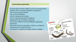 Características generales:
•Cuerpo de dos partes (cabeza y tronco) o de tres partes
(cabeza, tórax con patas andadoras y abdomen).
•Uno o dos pares de antena.
•Un par de mandíbulas.
•Una o más pares de maxilas.
•Tres o más pares de patas andadoras
•Respiración por branquias o tráqueas.
•Excreción mediante tubo de Malpighi o glándulas
antenarias.
•Sexos de ordinario separados, ovíparos u oviviparos.
•Usualmente con fases larvarias
•Terrestres o acuáticos, en aguas dulces o saladas.

 