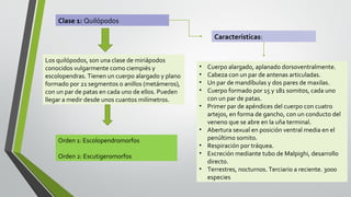 Clase 1: Quilópodos
Características:
Los quilópodos, son una clase de miriápodos
conocidos vulgarmente como ciempiés y
escolopendras. Tienen un cuerpo alargado y plano
formado por 21 segmentos o anillos (metámeros),
con un par de patas en cada uno de ellos. Pueden
llegar a medir desde unos cuantos milímetros.

•
•
•
•
•
•

Orden 1: Escolopendromorfos
Orden 2: Escutigeromorfos

•
•
•

Cuerpo alargado, aplanado dorsoventralmente.
Cabeza con un par de antenas articuladas.
Un par de mandíbulas y dos pares de maxilas.
Cuerpo formado por 15 y 181 somitos, cada uno
con un par de patas.
Primer par de apéndices del cuerpo con cuatro
artejos, en forma de gancho, con un conducto del
veneno que se abre en la uña terminal.
Abertura sexual en posición ventral media en el
penúltimo somito.
Respiración por tráquea.
Excreción mediante tubo de Malpighi, desarrollo
directo.
Terrestres, nocturnos. Terciario a reciente. 3000
especies

 