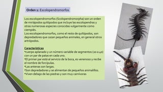 Orden 1: Escolopendromorfos
Los escolopendromorfos (Scolopendromorpha) son un orden
de miriápodos quilópodos que incluye las escolopendras y
otras numerosas especies conocidas vulgarmente como
ciempiés.
Los escolopendromorfos, como el resto de quilópodos, son
depredadores que cazan pequeños animales, en general otros
artrópodos.
Características
•cuerpo aplanado y un número variable de segmentos (20 a 40)
con un par de patas en cada uno.
•El primer par está al servicio de la boca, es venenoso y recibe
el nombre de forcípulas.
•Las antenas son largas.
•Son depredadores y se alimentan de pequeños animalillos.
•Viven debajo de las piedras y son muy carnívoras

 