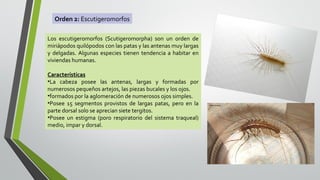 Orden 2: Escutigeromorfos
Los escutigeromorfos (Scutigeromorpha) son un orden de
miriápodos quilópodos con las patas y las antenas muy largas
y delgadas. Algunas especies tienen tendencia a habitar en
viviendas humanas.
Características
•La cabeza posee las antenas, largas y formadas por
numerosos pequeños artejos, las piezas bucales y los ojos.
•formados por la aglomeración de numerosos ojos simples.
•Posee 15 segmentos provistos de largas patas, pero en la
parte dorsal solo se aprecian siete tergitos.
•Posee un estigma (poro respiratorio del sistema traqueal)
medio, impar y dorsal.

 