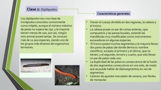 Clase 2: Diplópodos
Características generales
Los diplópodos son una clase de
miriápodos conocidos comúnmente
como milpiés, aunque el número máximo
de patas no supera las 750, y la mayoría
tienen menos de 200; aun así, ningún
otro animal posee tantas. Se conocen
más de 12.000 especies, siendo uno de
los grupos más diversos de organismos
terrestres.

• Tienen el cuerpo dividido en dos regiones, la cabeza y
el tronco.
• La cabeza posee un par de cortas antenas, ojos
compuestos y las piezas bucales, estando las
mandíbulas muy modificadas como instrumentos
excavadores en algunas especies.
• El tronco posee muchos segmentos y la mayoría llevan
dos pares de patas (de donde deriva su nombre
científico), excepto el primero y el último, que no
tienen, y el segundo, tercero y cuarto, que solo llevan
un par de patas cada uno.
• La duplicidad de las patas es consecuencia de la fusión
de dos segmentos consecutivos en uno solo, de modo
que se puede hablar de diplosegmentos en vez de
segmentos.
• Carecen de aparato inoculador de veneno, son fáciles
de manipular.

 