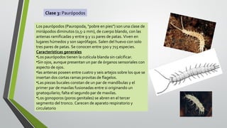 Clase 3: Paurópodos
Los paurópodos (Pauropoda, "pobre en pies") son una clase de
miriápodos diminutos (0,5-2 mm), de cuerpo blando, con las
antenas ramificadas y entre 9 y 11 pares de patas. Viven en
lugares húmedos y son saprófagos. Salen del huevo con solo
tres pares de patas. Se conocen entre 500 y 715 especies.
Características generales
•Los paurópodos tienen la cutícula blanda sin calcificar.
•Sin ojos, aunque presentan un par de órganos sensoriales con
aspecto de ojos.
•las antenas poseen entre cuatro y seis artejos sobre los que se
insertan dos cortas ramas provitas de flagelos.
•Las piezas bucales constan de un par de mandíbulas y el
primer par de maxilas fusionadas entre si originando un
gnatoquilario; falta el segundo par de maxilas.
•Los gonoporos (poros genitales) se abren en el tercer
segmento del tronco. Carecen de aparato respiratorio y
circulatorio

 